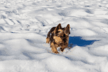 a small dog is running in the snow