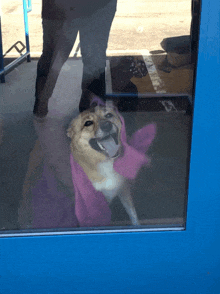 a dog is wrapped in a pink towel behind a blue glass door