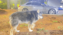 a husky dog standing next to a silver car