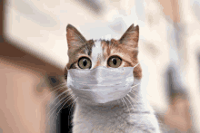 a cat wearing a medical mask looking at the camera