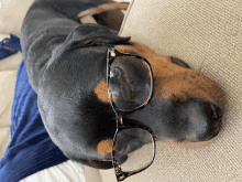 a close up of a dog wearing glasses