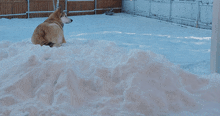 a dog is sitting in the snow looking at the fence