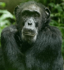 a chimpanzee is looking at the camera with a serious look on its face