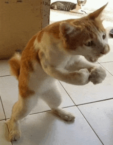 an orange and white cat is standing on its hind legs and flexing its muscles .