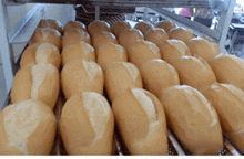 a bunch of loaves of bread sitting on a tray