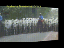 a man riding a horse in front of a row of cows with the words rodovia transamazonica on the bottom right