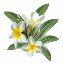 white flowers with yellow centers and green leaves on a white background