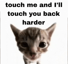 a picture of a kitten with the words touch me and i 'll touch you back harder above it