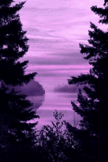 a purple sky with trees in the foreground