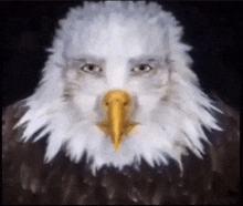 a bald eagle with a human face painted on its feathers