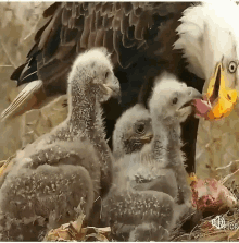 a bald eagle is eating a piece of meat with her chicks