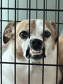 a dog in a cage with its mouth open and teeth visible