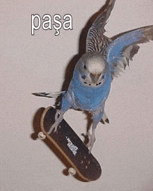 a blue parakeet is riding a skateboard with the word pasa on the bottom