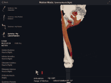 a computer screen shows a skeleton and muscles and says motion mode