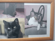 a framed picture of a black cat a white cat and a grinder