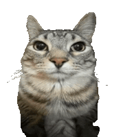 a close up of a cat looking at the camera on a white background