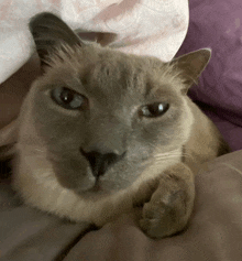 a close up of a cat laying on a bed with purple pillows