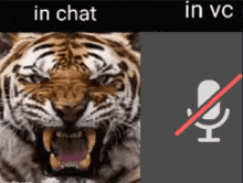 a picture of a tiger next to a picture of a microphone with the words in chat and in vc below it