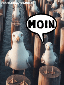 several seagulls are standing on wooden posts with a speech bubble that says moin