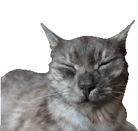 a close up of a cat 's face with its eyes closed on a white background