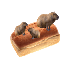 three capybaras standing on a loaf of bread