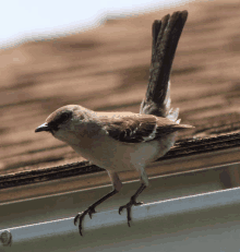 a small bird perched on a gutter with its tail extended