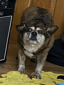 a dog is standing in front of an amplifier that says ' ec ' on it