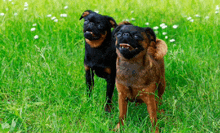 two dogs are standing next to each other in a grassy field .