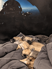 two small dogs are sleeping on a blanket with a mountain in the background