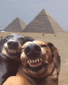 two dogs pose for a picture in front of the pyramids