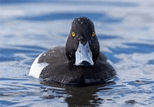 a black and white duck is floating on top of a body of water .