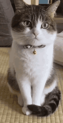 a cat with a bell around its neck sits on a mat