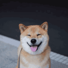 a brown and white dog with its eyes closed and its tongue hanging out