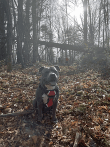 a dog wearing a harness with a red collar is sitting in a pile of leaves