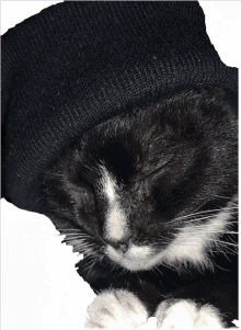 a black and white cat wearing a black hat