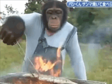 a chimpanzee is cooking food on a grill with a blue sign that says ' パン くん ' on it