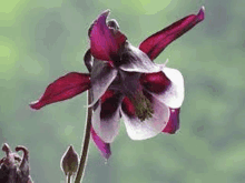 a close up of a purple and white flower with a green background