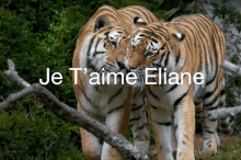 a couple of tigers standing next to each other with the words je t'aime eliane on the bottom