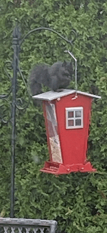 a squirrel is sitting on top of a red bird feeder in the rain .