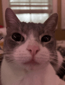 a close up of a cat 's face with a window behind it