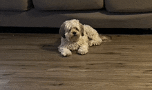 a small white dog laying on a wooden floor next to a couch