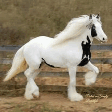 a black and white horse with a long mane is standing in front of a fence .