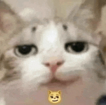 a close up of a cat 's face with a dog emoji next to it .