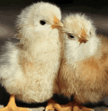 two baby chickens standing next to each other