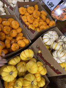 several boxes of pumpkins are lined up in a store