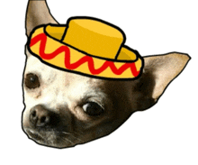 a chihuahua wearing a yellow hat with red stripes