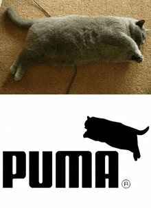 a cat is laying on a carpet next to a puma logo