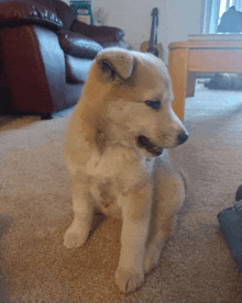 a puppy is sitting on a carpet in a living room with a guitar in the background