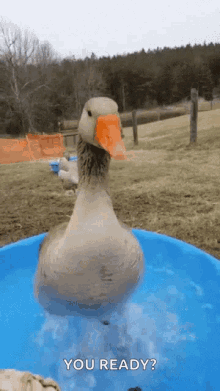 a goose with an orange beak is standing in a blue bucket of water and looking at the camera .