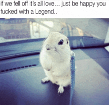 a picture of a squirrel on a leash with the caption if we fell off it 's all love just be happy you